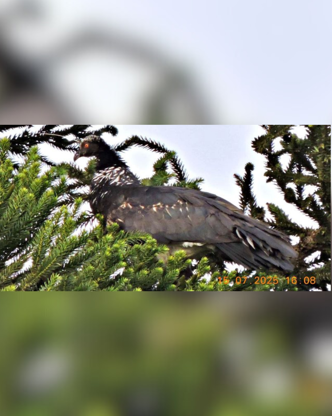 Família de observadores de aves registra Anhuma em região inédita do Paraná, descreve Fernanda Terencio