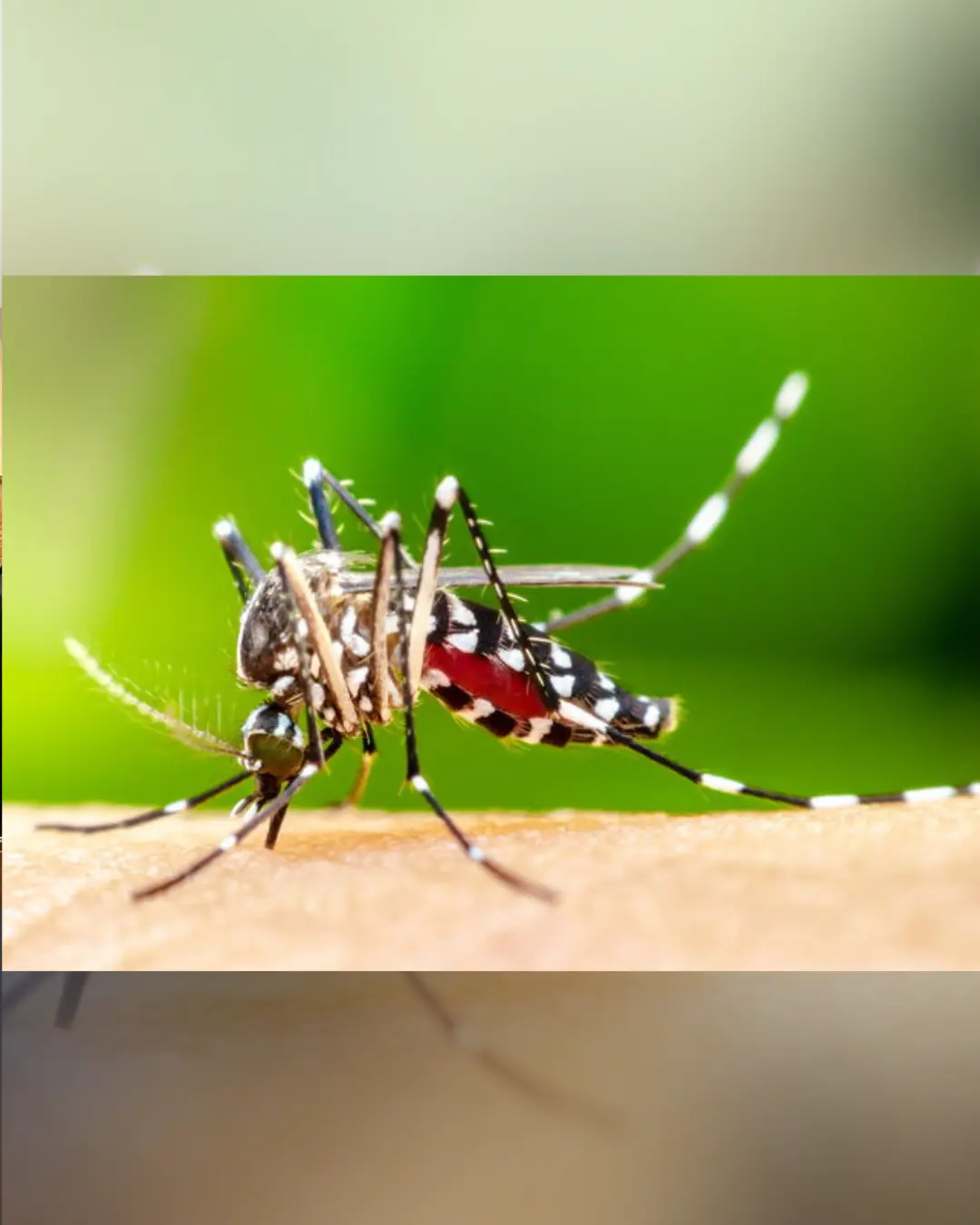 Anvisa aprova primeira vacina nacional contra a chikungunya com alta eficácia