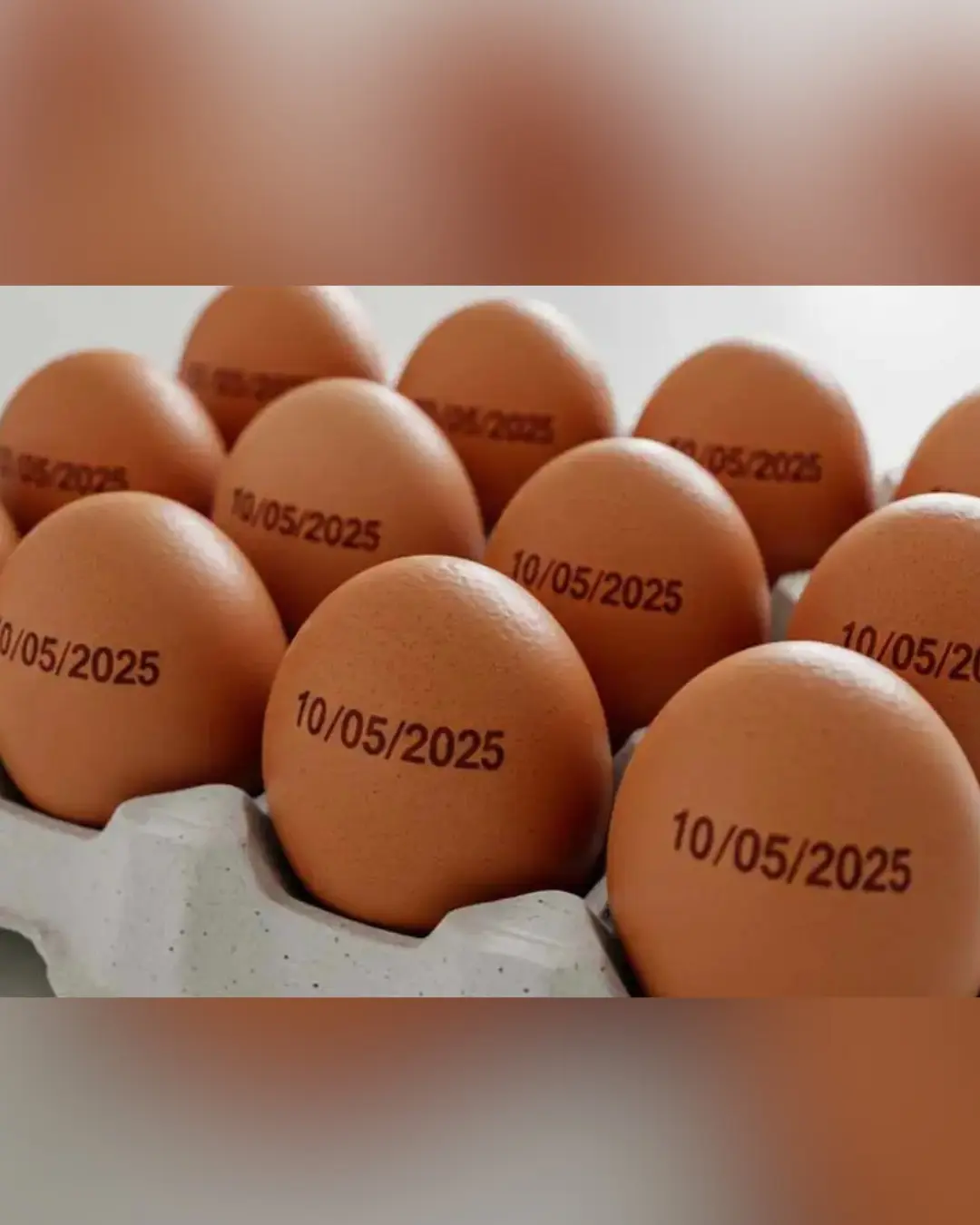 Brasil registra recorde em produção de ovos e abates de bovinos, frangos e suínos em 2024