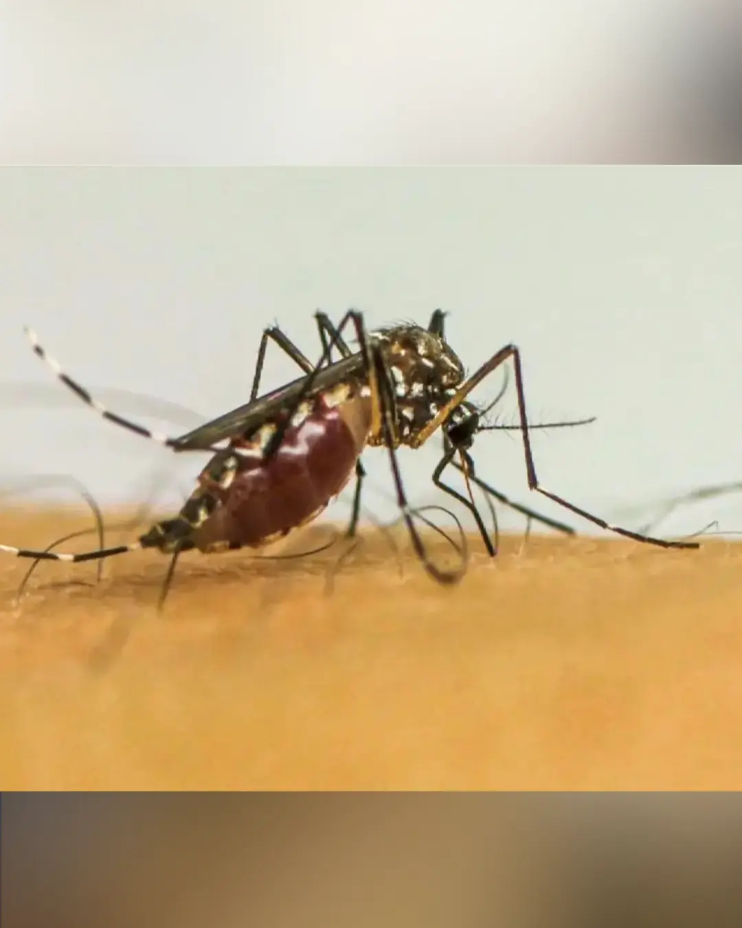 Brasil ultrapassa 1 milhão de casos prováveis de dengue em 2025, com 668 mortes confirmadas