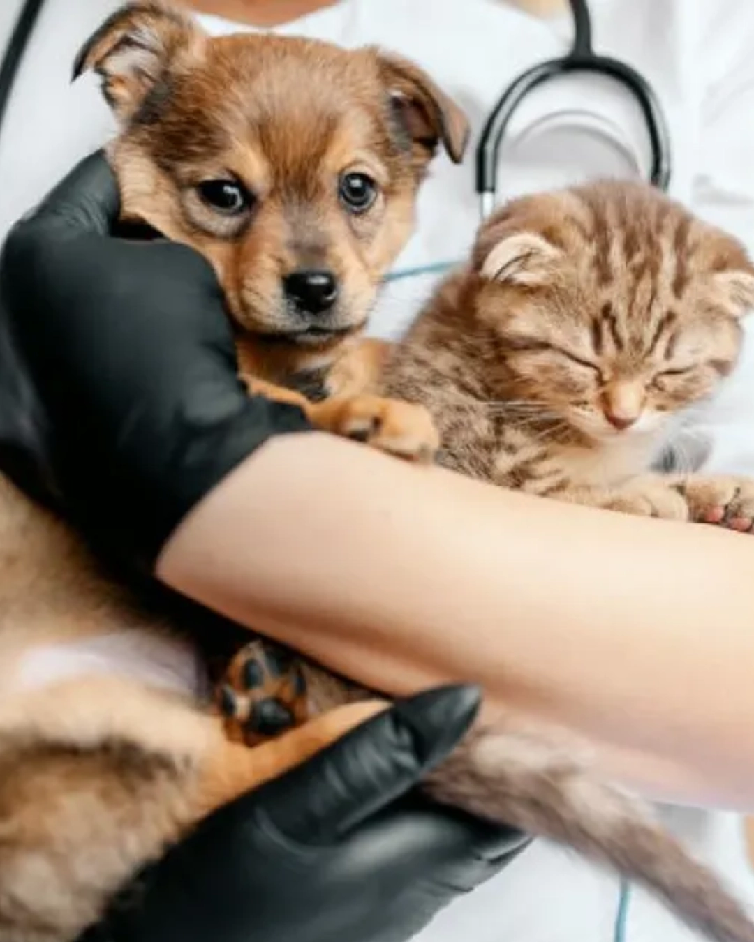 Programa de castração gratuita de cães e gatos em Palmas segue avançando