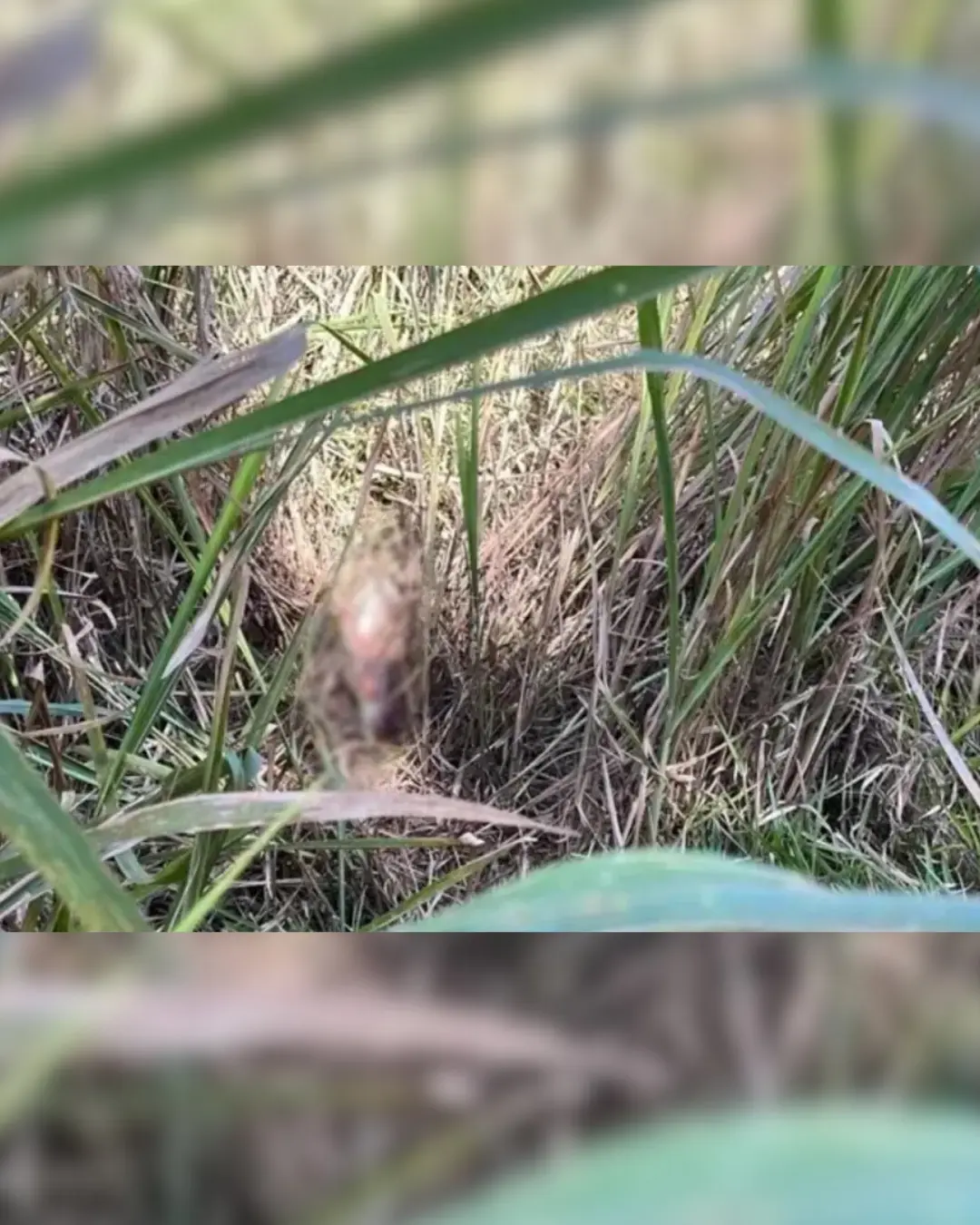 Corpo de mulher em decomposição é encontrado em barranco por motociclista em Londrina