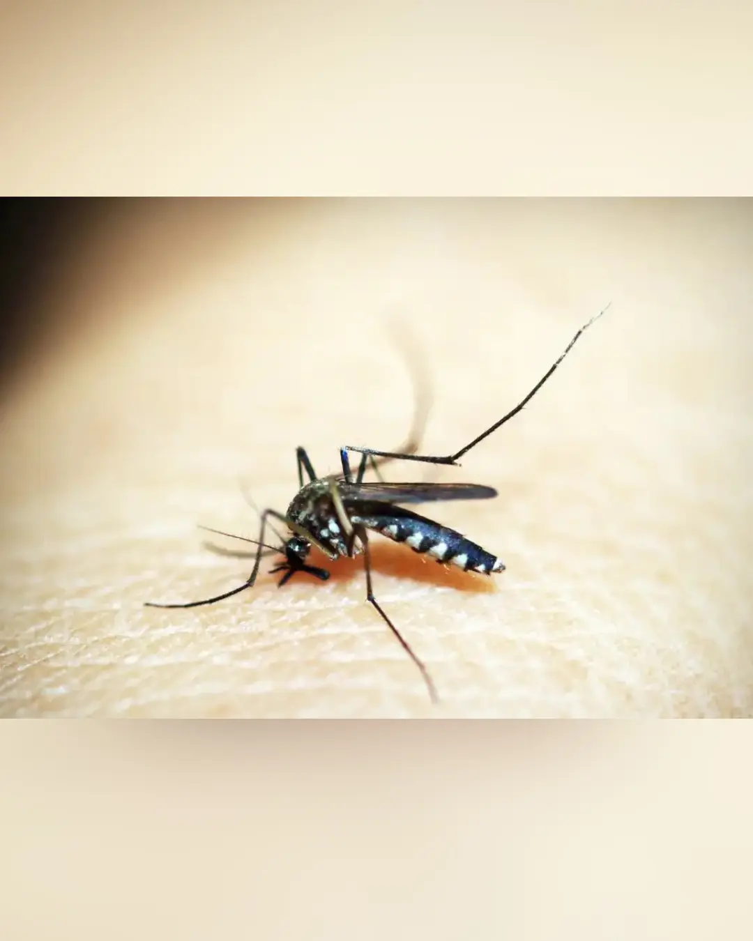 Dengue no Brasil: mais de 500 mil casos prováveis registrados até março, com 235 mortes confirmadas