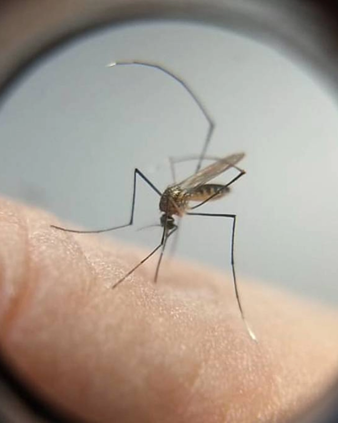 Dengue no Paraná: boletim confirma 20 mil casos e 38 mortes