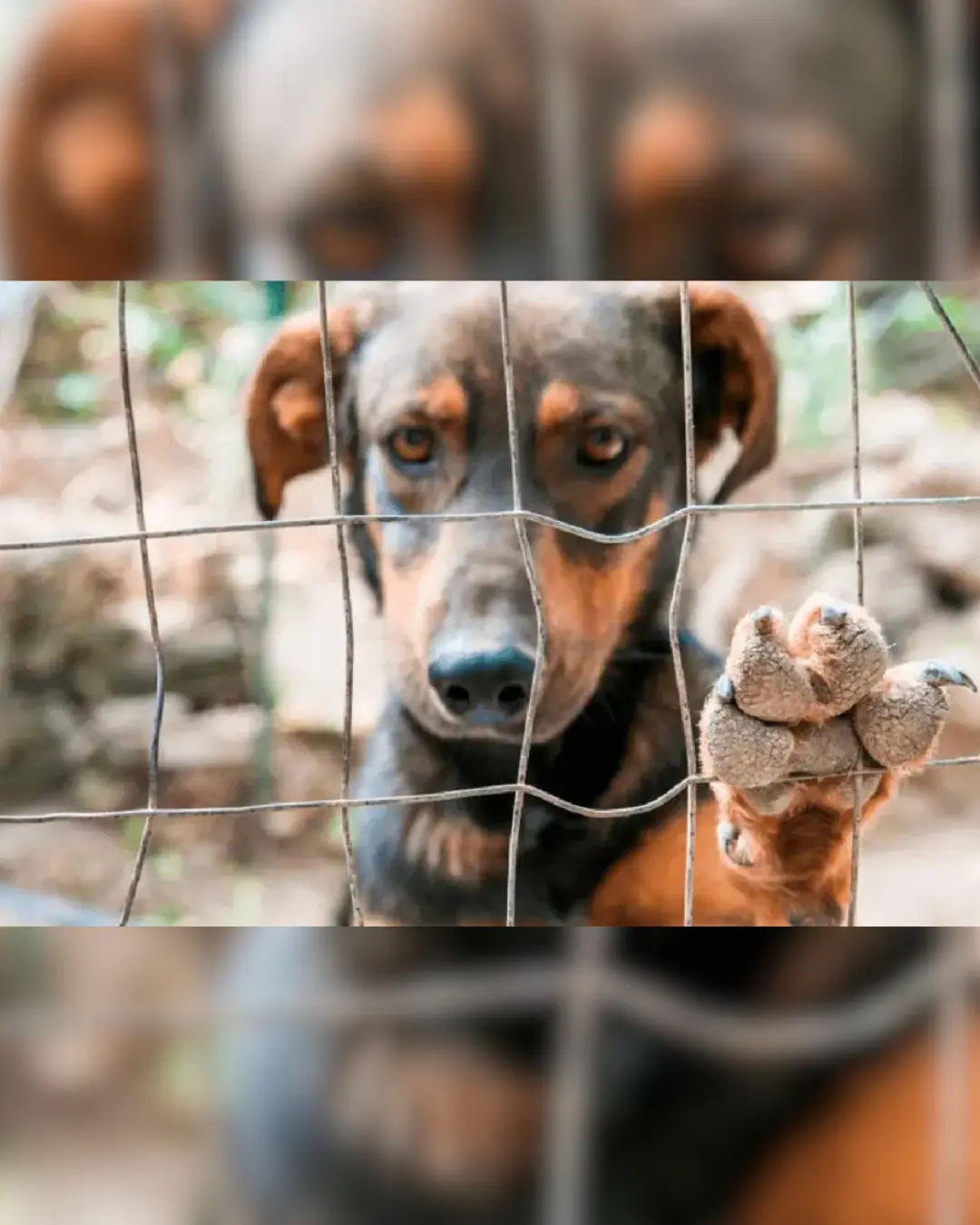 Mulher é acusada de manter 17 cães acorrentados e sem cuidados em Curitiba