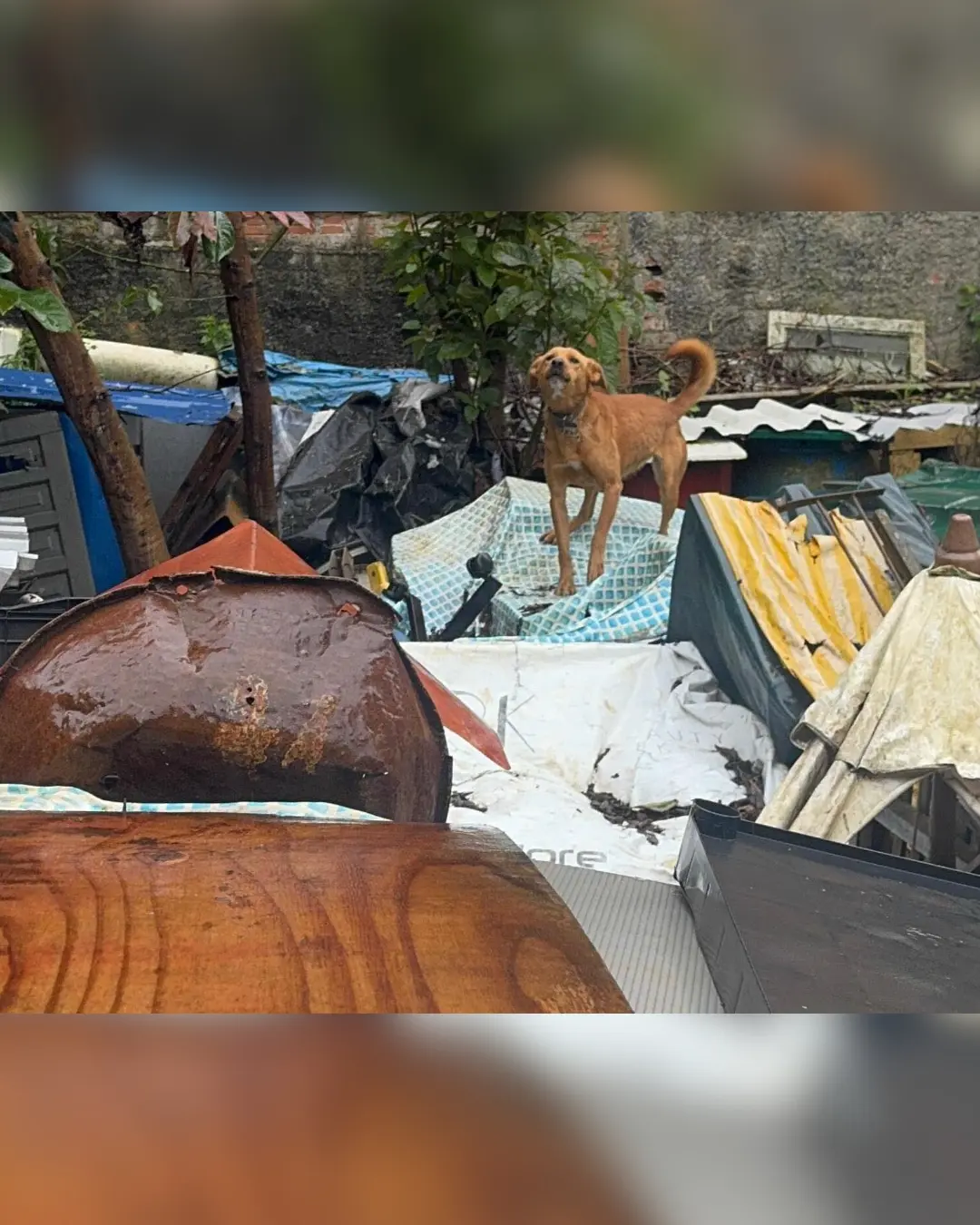 Mulher é presa por maus-tratos e 18 cães são resgatados em Curitiba