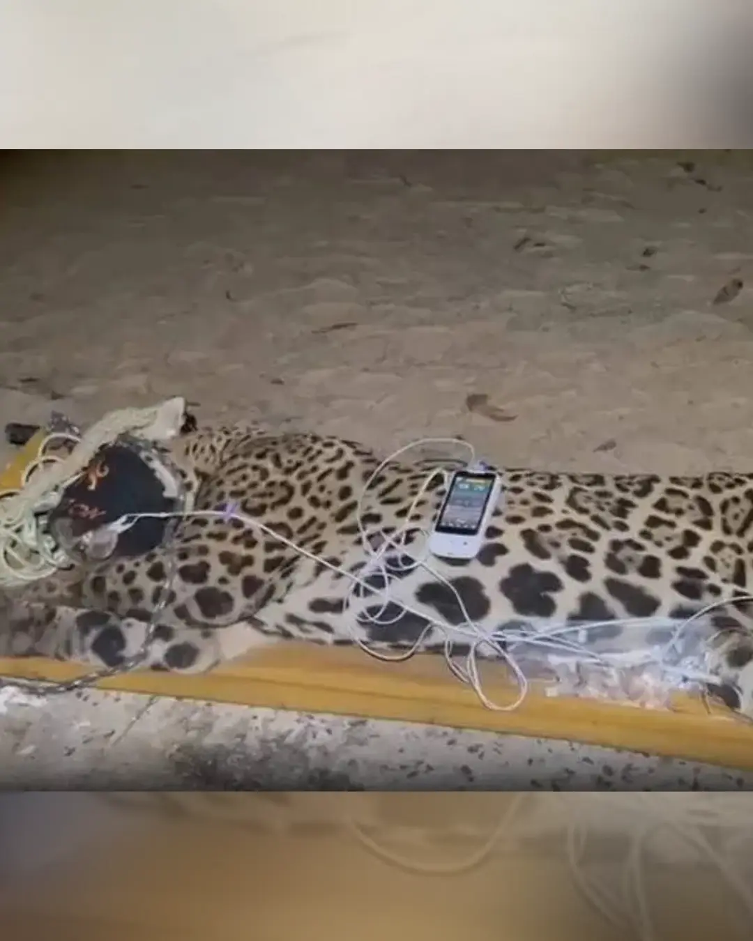 Onça-pintada que matou caseiro em Aquidauana é capturada e será avaliada; entenda o caso