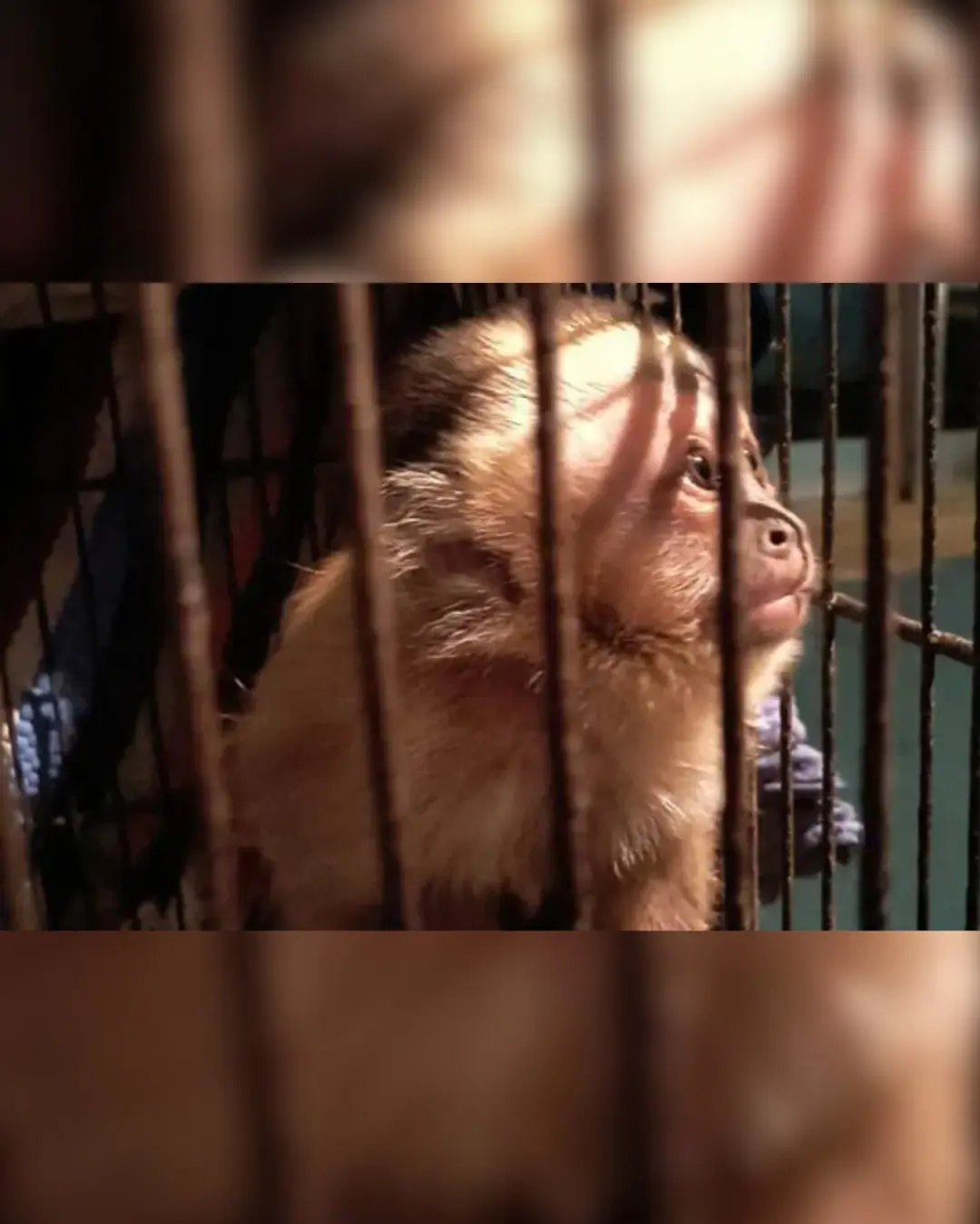 Operação combate tráfico internacional de animais em 12 cidades brasileiras de quatro estados