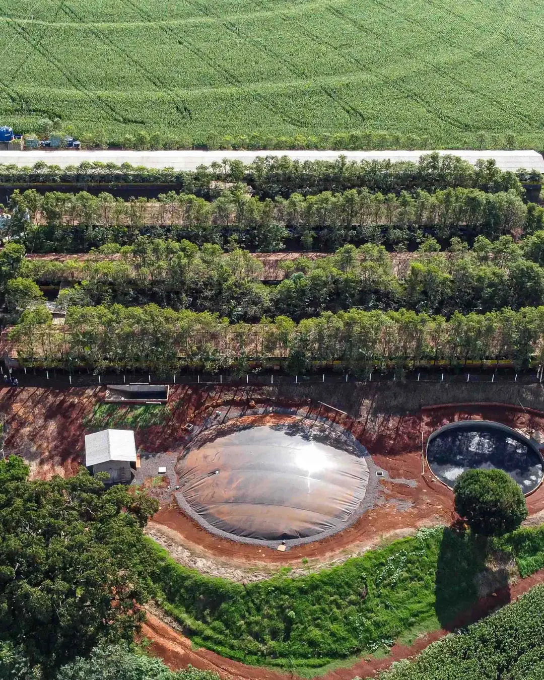 Produção de biogás a partir da suinocultura gera renda extra para produtores do Paraná