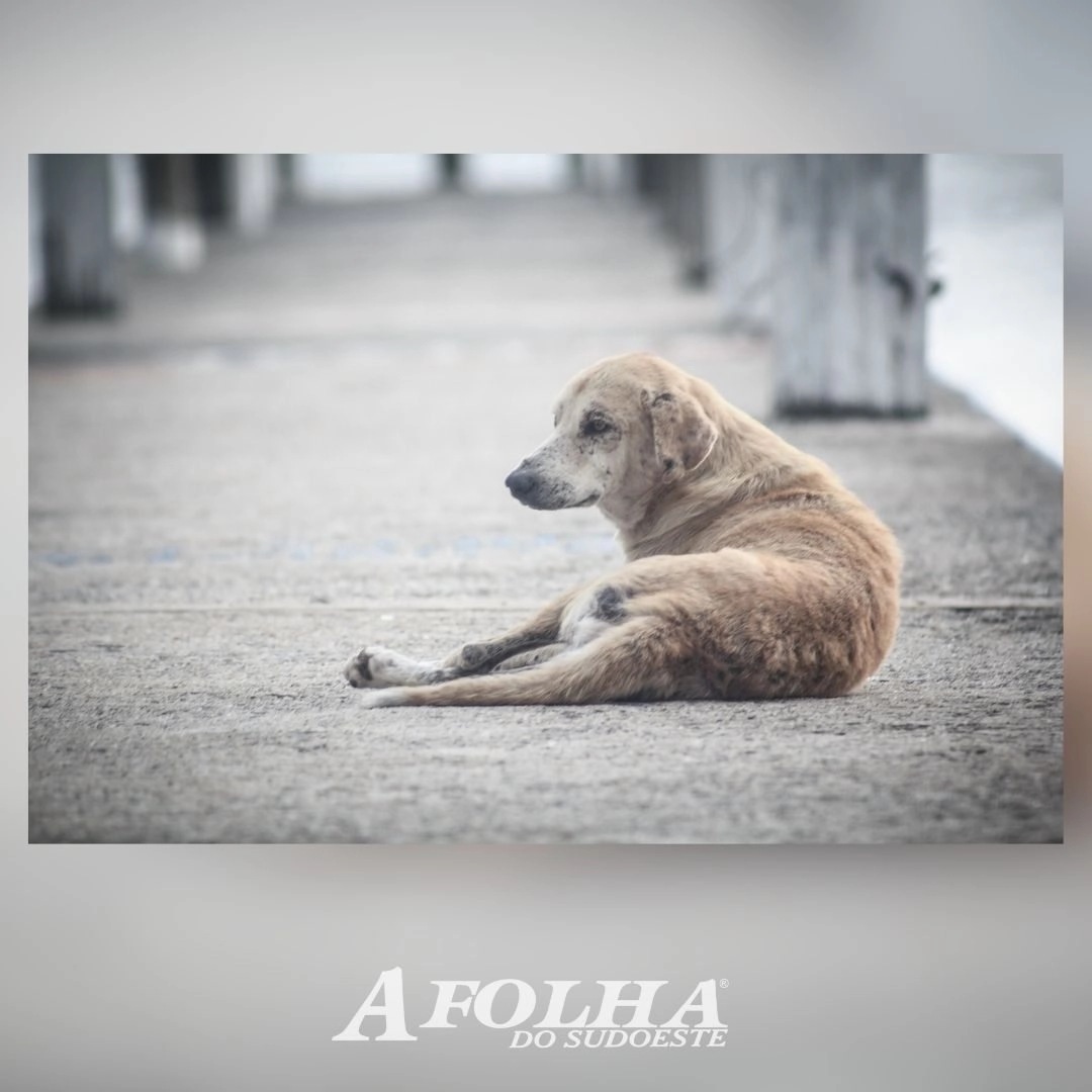 Prefeitura de Palmas inicia castrações de animais na segunda (17)