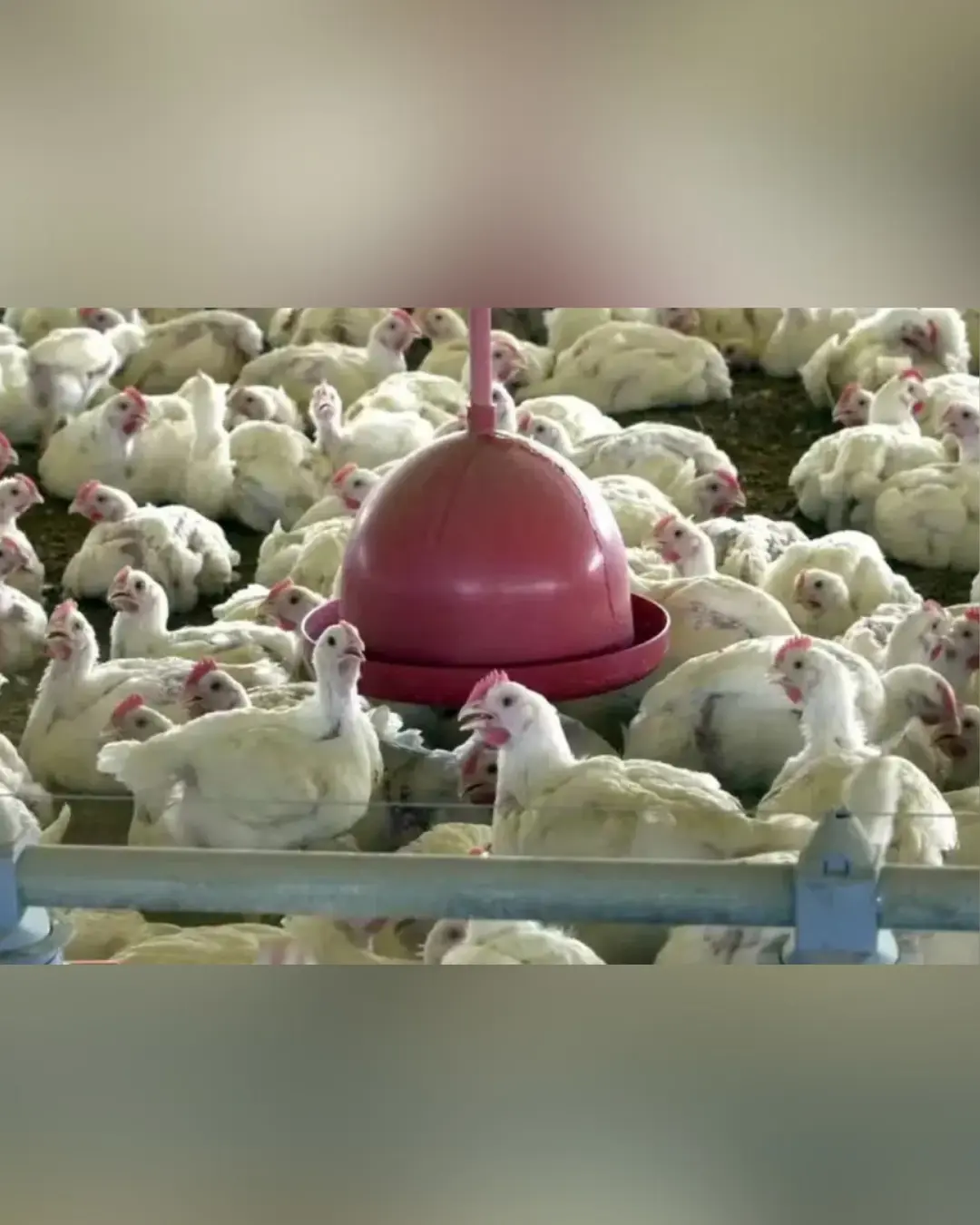 Uruguai, México e Chile suspendem importação de frango e ovos brasileiros após gripe aviária em granja no RS