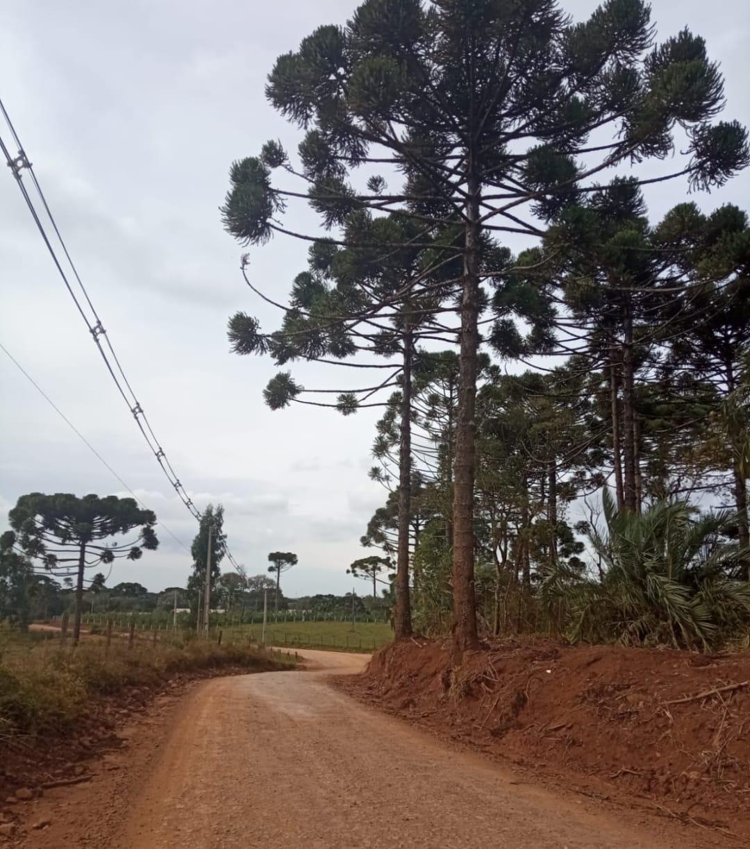 Retirada de árvores no Travessão visa continuidade de melhorias na estrada