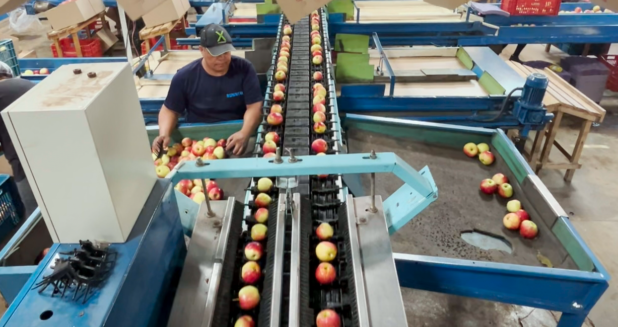 Janeiro iniciou com a colheita da maçã em Palmas, Pomar Lovo segue essa tendência 