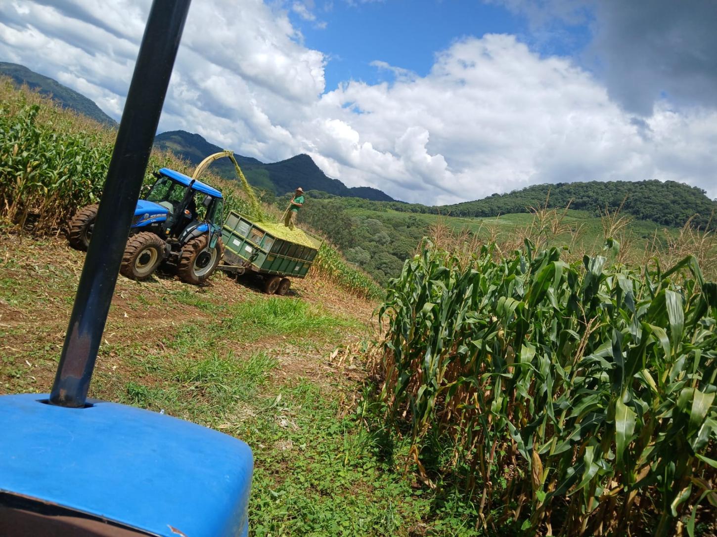 Departamento de Agricultura segue com trabalhos de corte de silagem em CDS