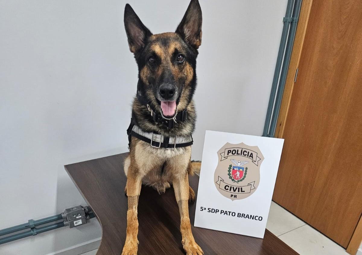 PCPR cumpre mandado de busca e prende em flagrante investigado por tráfico de drogas em Pato Branco