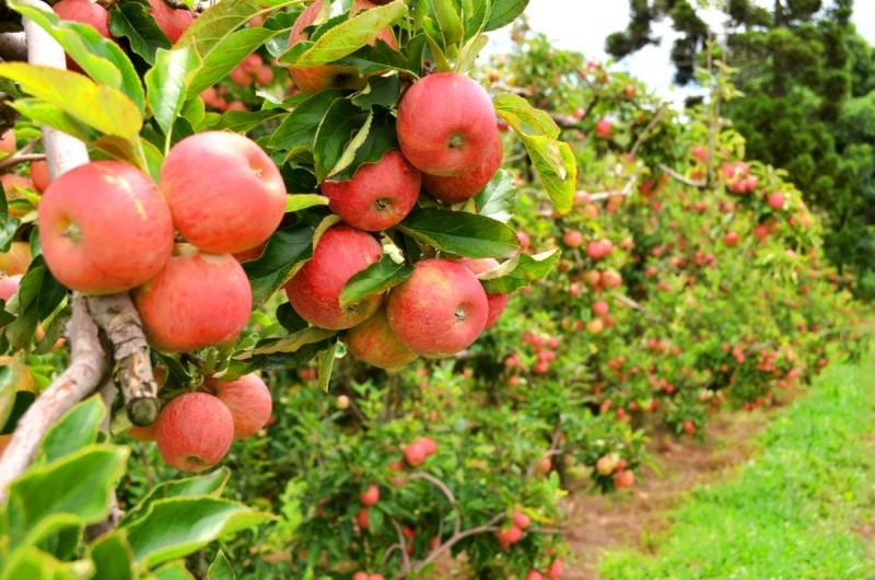 A cultura da macieira no município de Palmas: uma análise histórica