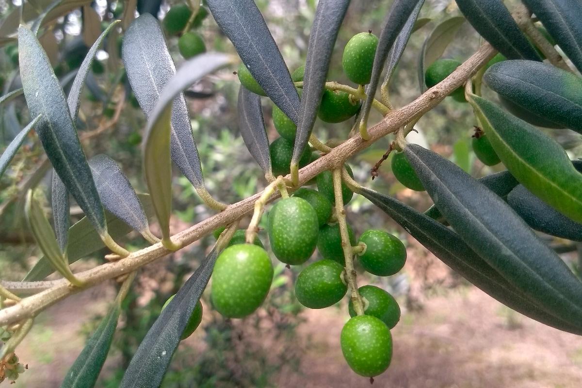 Boletim do IDR-PR aponta que Palmas é um dos municípios aptos para o cultivo de Oliveiras