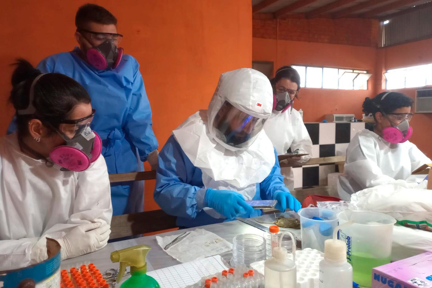 Paraná mantém vigilância rigorosa contra hantavirose