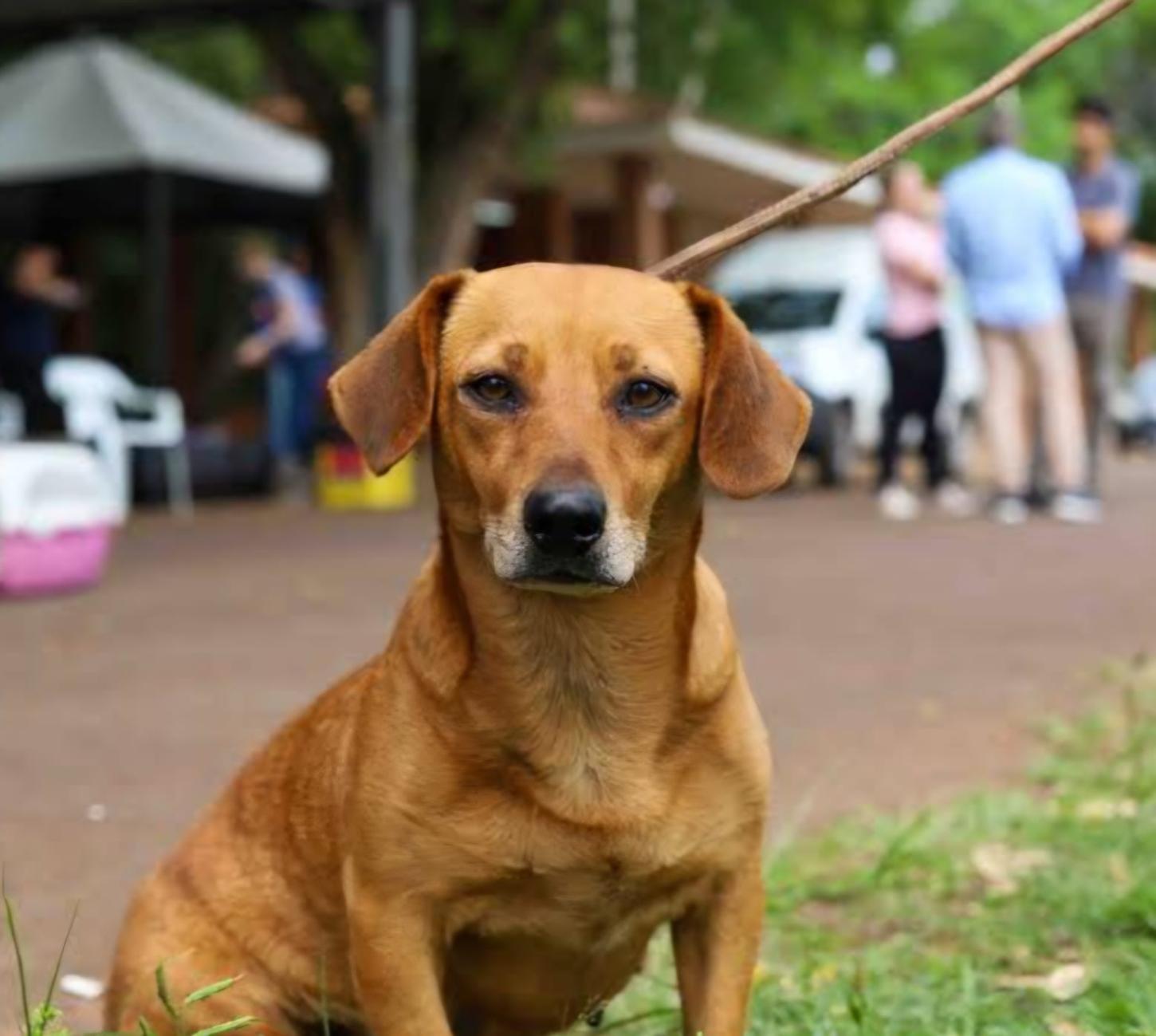 Castra Pet do Paraná já atende projeto de lei do senado para proteção animal