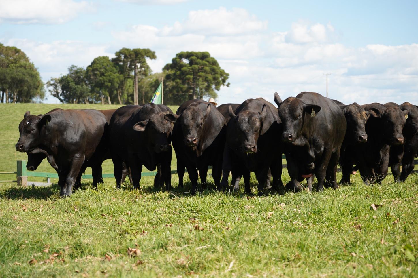 Foto: Fazenda 2A