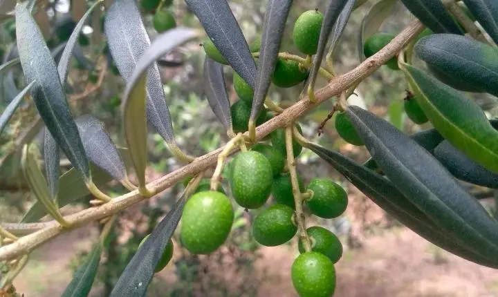 Boletim do IDR-PR aponta que Palmas é um dos municípios aptos para o cultivo de Oliveiras