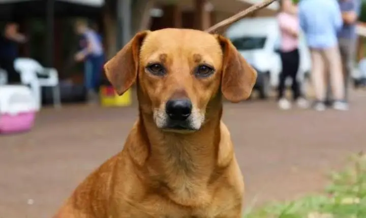 Castra Pet do Paraná já atende projeto de lei do senado para proteção animal