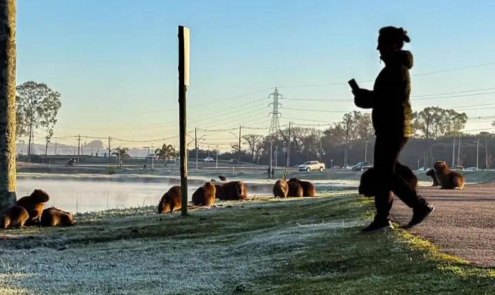 De olho no campo: Simepar e IDR-Paraná iniciam o Alerta Geada